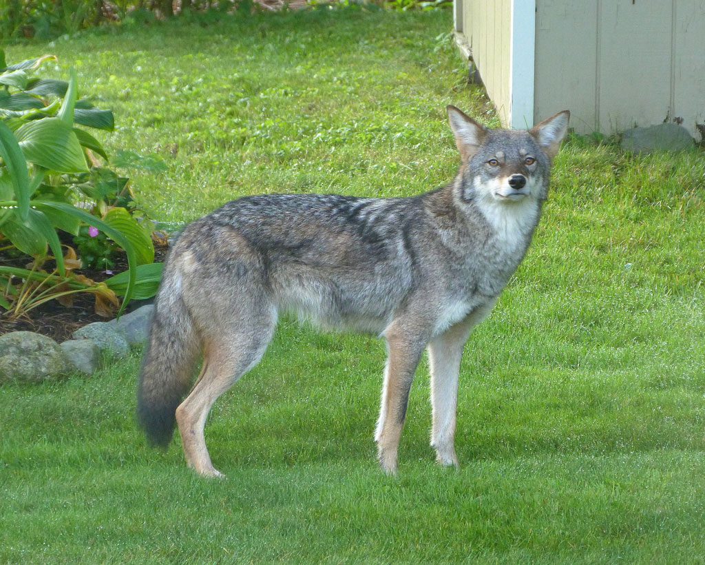 A COYOTE hung out for a short time in a Linda Road backyard Monday morning, Sept. 15. (Lynn Haddad Photo)