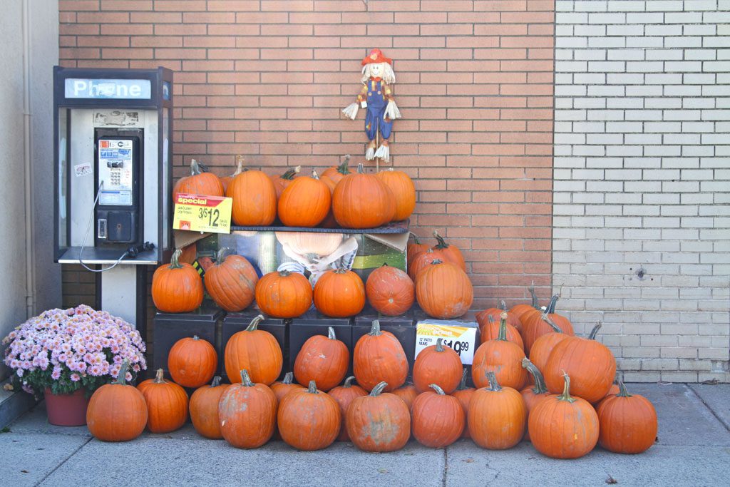 WITH APPLE RECENTLY releasing its newest smartphones, it seems pay phones like this one in front of Shaw’s supermarket are fading from memory. Particularly when they have to to share space with pumpkins.  (Donna Larsson Photo)