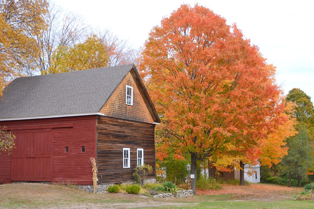 THE PUTNAM HOUSE BARN and a gorgeous orange maple tree show the beauty of autumn foliage on Bow Street. (John Friberg Photo)
