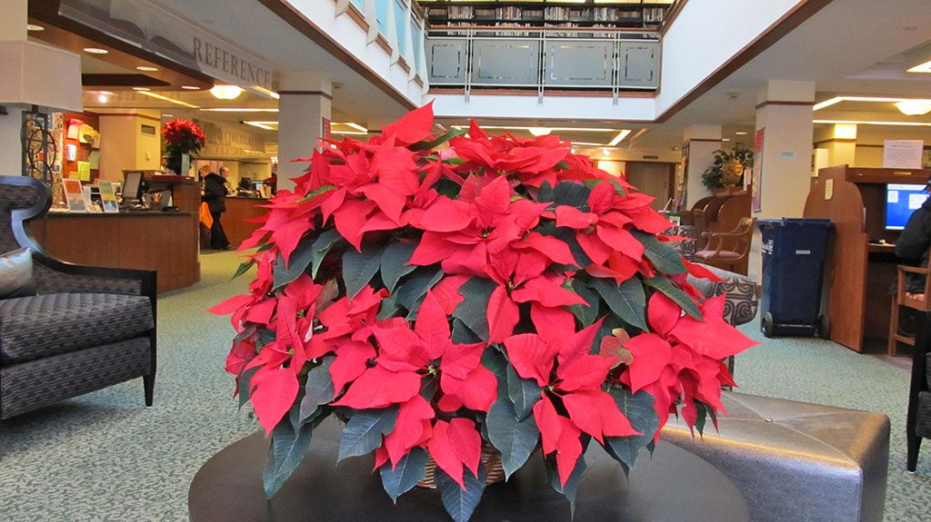 THIS gorgeous poinsettia is sitting on a table in the Michael Blake alcove on the first floor of the Beebe Library. (Gail Lowe Photo)