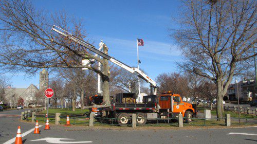 RESIDENTS aren’t the only ones taking down their trees. A crew from the Department of Public Works was busy taking down a diseased oak tree on Veterans Memorial Common Tuesday morning. (Gail Lowe Photo)