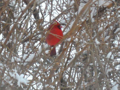 A RED cardinal was spotted taking refuge from the cold in a bush on the West Side of town.  (Tony Giannetto Photo)