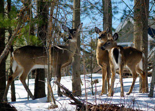 HERE IS A sampling of some of the roughly 12 deer who visited residents at their Green Street home last Saturday and Sunday. (Liz Elliott Photo) 