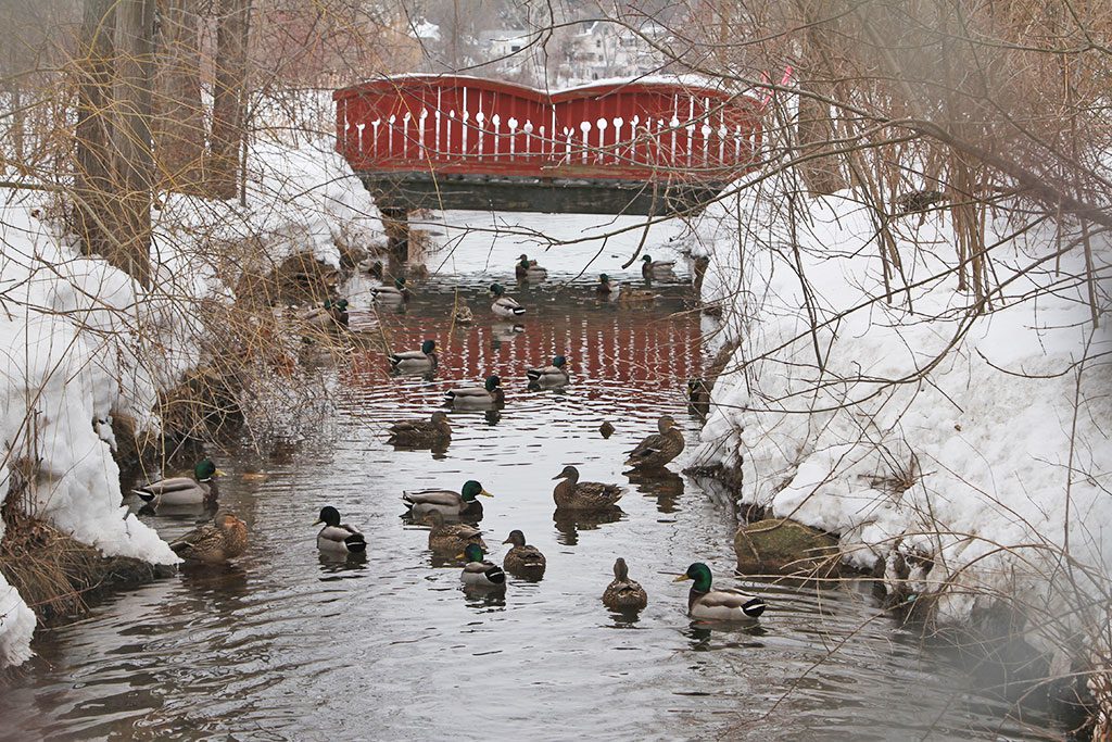 DUCKS GATHER near this bridge on Ell Pond, located behind the Lloyd Memorial Pool on Tremont Street. (Donna Larsson Photo)