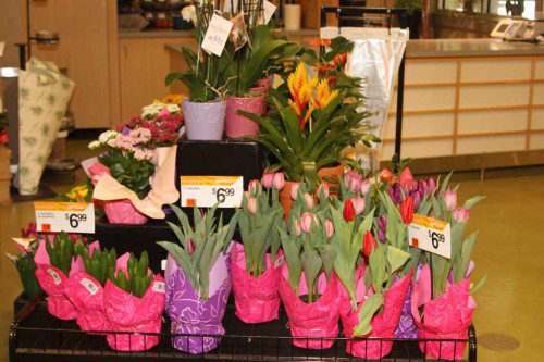 WITH TONS OF SNOW still on the ground, the people at Shaw’s supermarket on Water Street have brought spring hopes to all of us. (Donna Larsson Photo) 