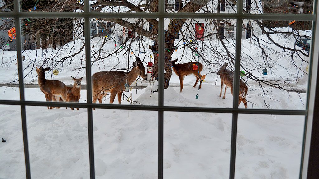 THESE DEER helped themselves to some food from a bird feeder in front of Jay Tracy’s house yesterday. (Jay Tracy Photo)