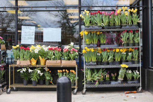 FARMLAND OFFERED some spring plants for sale on the day before Easter. (Donna Larsson Photo)
