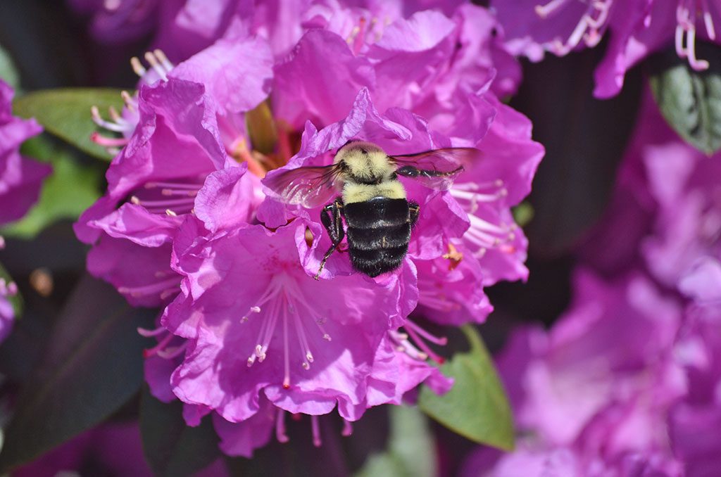 THE BEES ARE POLLINATING, like this one doing his business with an azalea, a sure sign that spring may have been tardy but is now well underway. (Kathi Lee Photo)