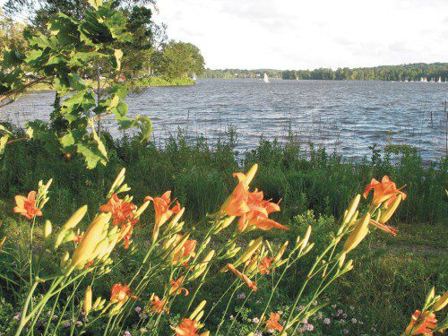 Lake-lilies-web