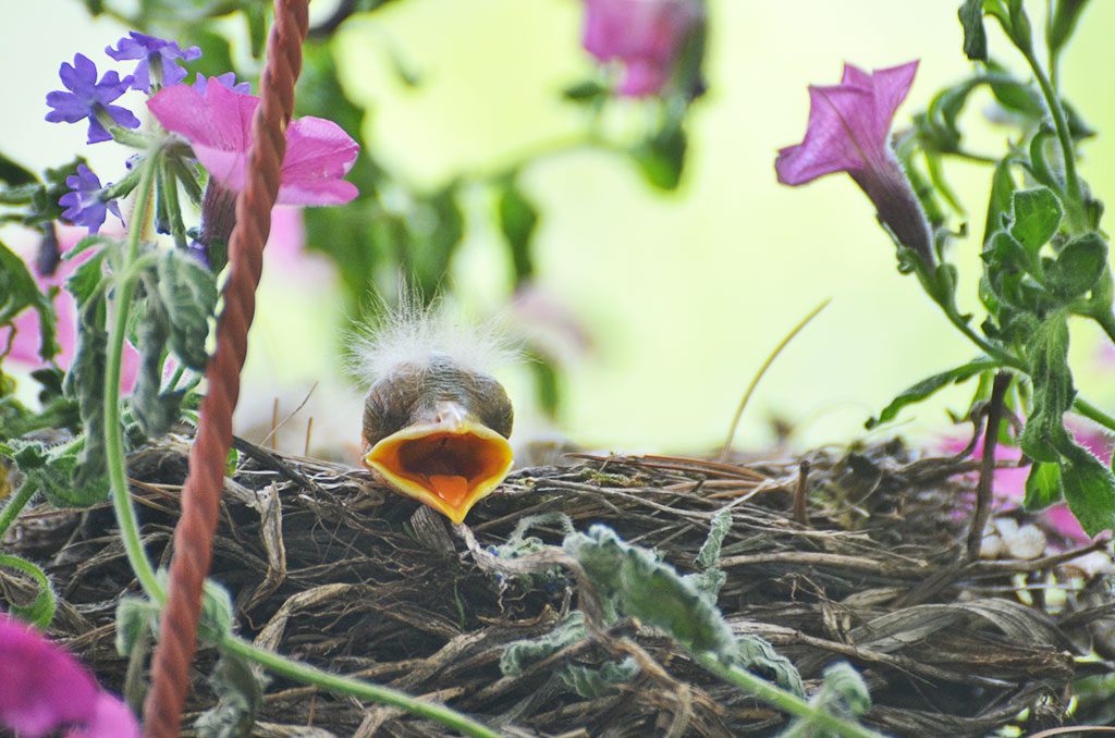 A BABY ROBIN pokes its head out of a nest on Aspen Rd. while waiting for dinner. (Kathi Lee Photo)