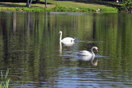 SWANS ON LAKE QUANNAPOWITT relax on a late spring day. (Robert Pushkar Photo)