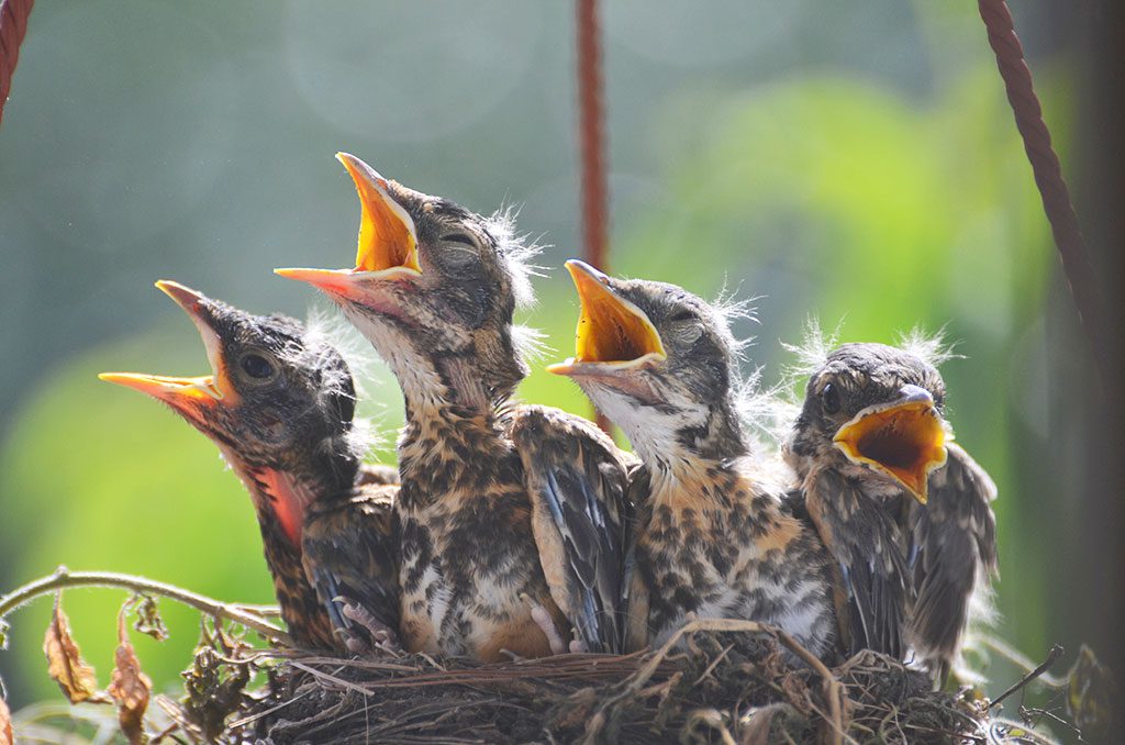 THE FAMILY OF BABY ROBINS in a nest on Aspen Rd. are growing every day and the progress is amazing. To view more of these amazing photos, visit the photographer’s website, www.KathiLeePhotography.SmugMug.com then can click on the robins nest photo gallery. (Kathi Lee Photo) 