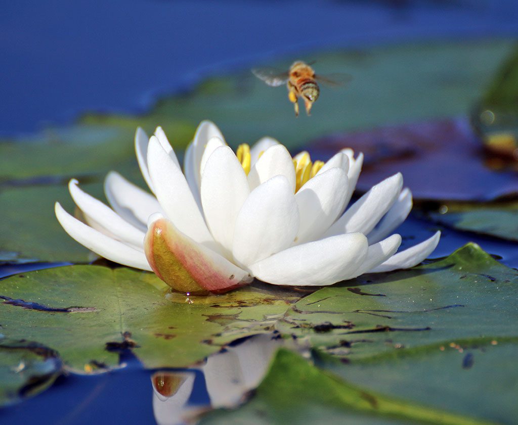 A BEE HOVERS over a lily pad in bloom on a summer's day at Martins Pond. (Lori Lynes Photo)