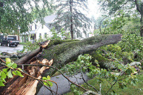 THE LIMB of a massive maple tree came crashing down on top of the sidewalk, driveway and stonewall at 714 Main St. during the double-header thunderstorm Aug. 4. (Maureen Doherty Photo)