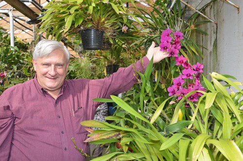 BOB RICHTER, a member of the Mass. Orchid Society, gestures towards an orchid named after his wife, Marcia Richter, in his greenhouse on Elm St. (Bob Turosz Photo)