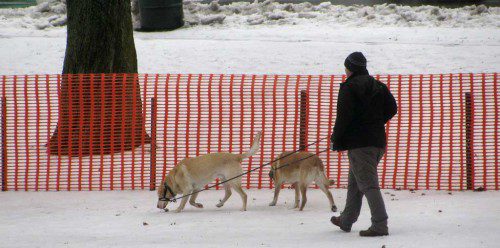 A man walks his two dogs in front of the newly installed snow fence on the Lower Common on New Year’s Eve. (Mark Sardella Photo)