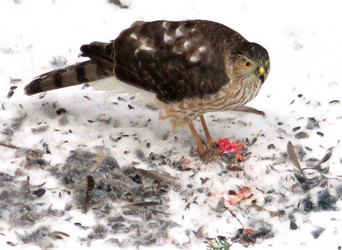 THE idea of “bird feeder” takes on new meaning as a sharp-shinned hawk dines on slate-gray-junco in Wakefield last weekend. (John Sophia Photo)