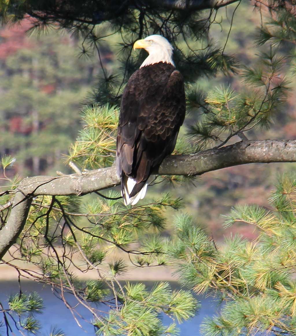 SUNTAUG LAKE is home to one of the closest nesting pairs of Bald Eagles to Boston in more than 100 years. While this eagle was photographed in daylight on high alert, come nightfall he will sleep standing up with his talons locked tightly onto a tree branch. (Patrick Curley Photo)