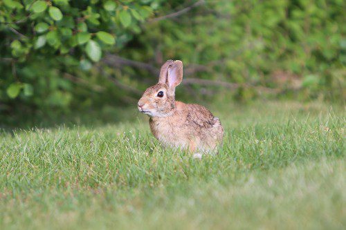 RABBITS YOUNG AND OLD seem to be all over town. This was one of many near the Comverse parking lot. (Donna Larsson Photo)