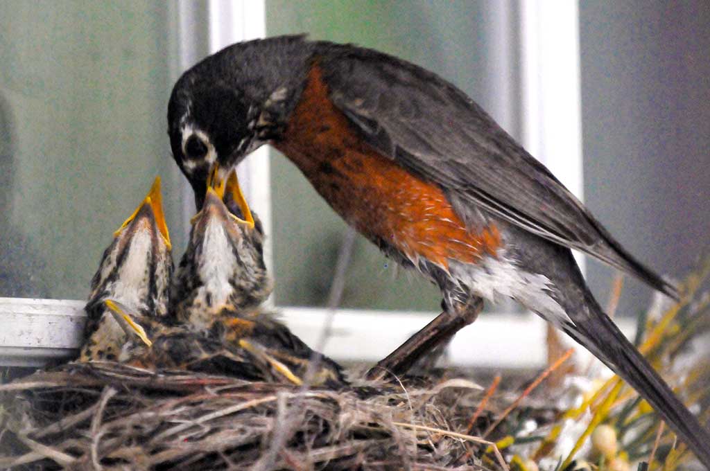 A MOTHER robin feeds her hungry brood of four chicks after taking up residence in a nest built inside a wreath hanging on the front door of the Schnelle home. This photo was captured by the telephoto lens of photographer Jack Schnelle who was surprised to come home and find the feathered tenants. The Schnelles are keeping their distance from the nest until the chicks are mature enough to fly away. (Jack Schnelle Photo)