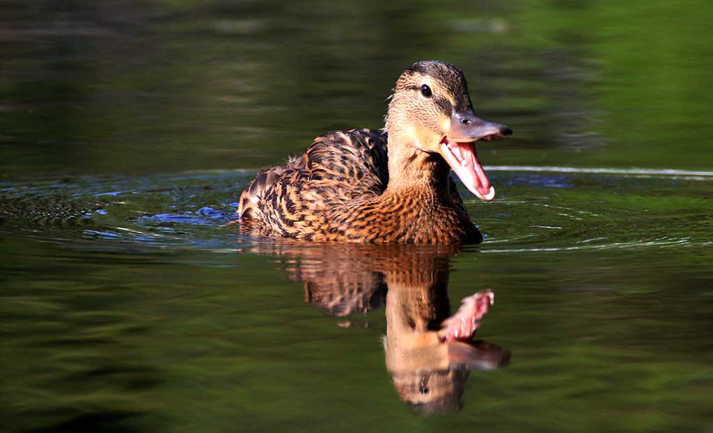 THIS DUCK is either laughing at the photographer's efforts to take her photo or complaining that her privacy has been invaded. Either way, it's a great image. (Lori Lynes Photo)