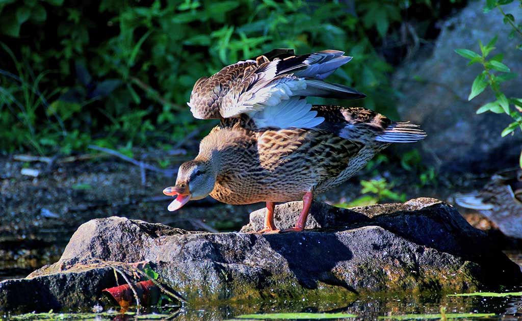 THIS DUCK at Martins Pond seems to have a disrespectful attitude towards photographer Lori Lynes but in reality he's just flapping his wings and folding them back. (Lori Lynes Photo)