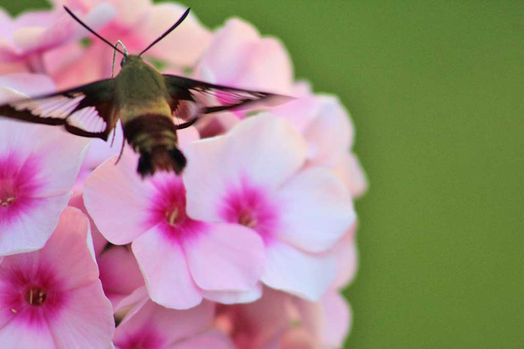 Hummingbird-Moth-_Extreme-closeup-_MEL_web