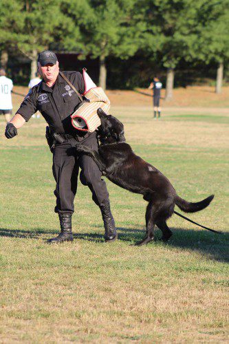 THE K9 demonstration by the State Police K9 team is always popular at National Night Out. K9 Trooper Purtell shows how the dogs are trained to subdue and take down a suspect. (Maureen Doherty Photo)