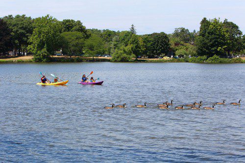 KAYAKERS AND CANADA GEESE appear to be locked in a battle for supremacy as they glide across the surface of Lake Quannapowitt over the weekend. (Donna Larsson Photo)