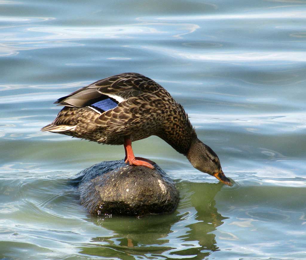 A THIRSTY MALLARD enjoys a cool drink from Lake Quannapowitt while roosting on a rock near the Common. (Mark Sardella Photo)