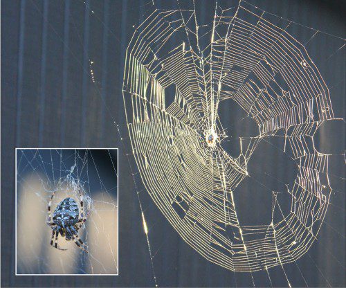 THIS GARDEN ORB-WEAVING spider spun a mean web on Melvin Street. These were taken late yesterday afternoon. (Keith Curtis Photos)