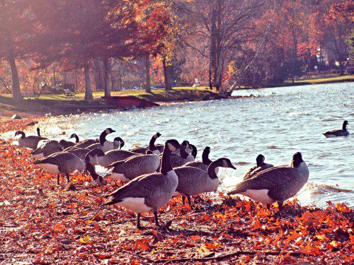 GEESE GATHER at the edge of Lake Quannapowitt on the Lower Common. (Mark Sardella Photo)