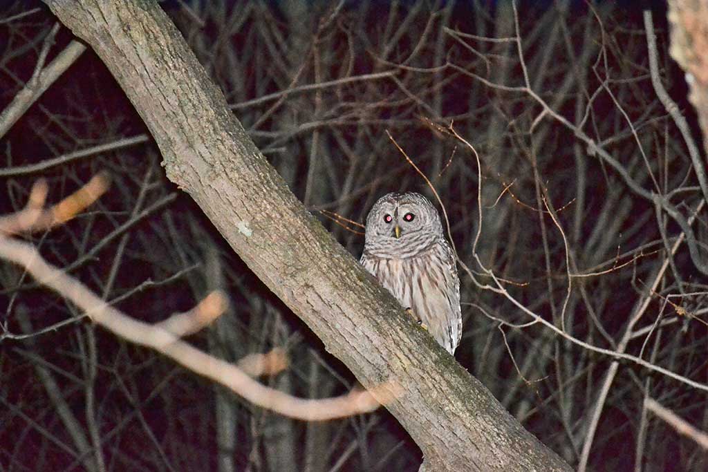 A MAJESTIC owl visited the O'Connor family on Maiden Lane one night last week. It is said in many Native American cultures that owl sightings are a sign to turn inward to seek the wisdom found through listening to one’s inner voice. Apropos advice as we look with anticipation to the new year ahead. (Kyle O'Connor Photo)