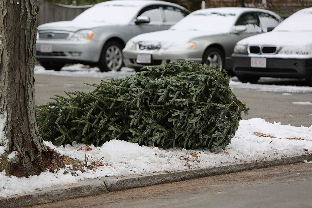 THE TOWN will be collecting Christmas trees from the curb in front of residents' homes beginning Monday, January 9. The collection corresponds to your recycling week. Next week is a red one. This tree was on Cherry Lane. (Donna Larsson Photo)