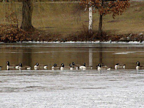 ALONG THE EDGE of the spreading ice, non-migratory geese form a line. (Mark Sardella Photo)