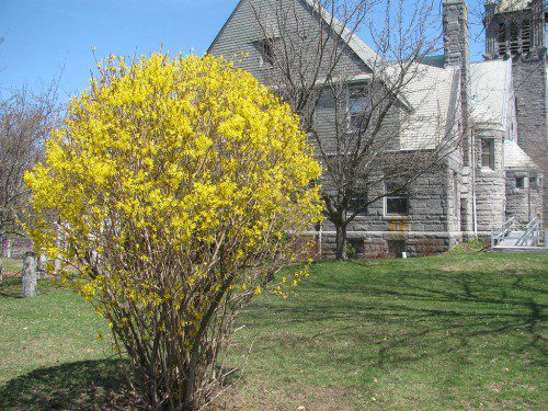 FORSYTHIA ARE IN BLOOM everywhere, including this one near the First Congregational Church. (Mark Sardella Photo)