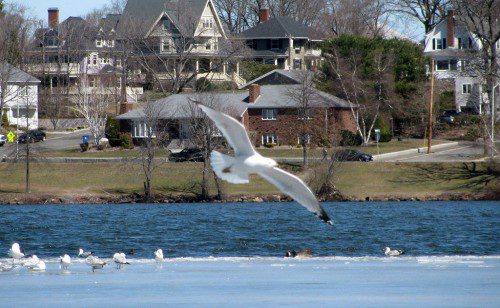 A GULL SOARS over the lingering ice on Lake Quannapowitt while some avian associates hang out on the surface below. (Mark Sardella Photo)