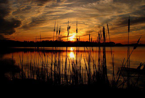 LEONARD MALVONE took this fantastic shot of a sunset through some cattails at Lake Quannapowitt recently.