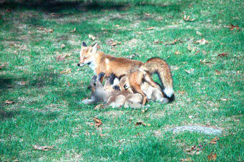 Thanks to Javier Florez for sending in this photo of a fox family spotted near his yard. Got a photo you’d like to share with the community? Email it to nrtranscript@rcn.com. (Courtesy Photo/Javier Florez)