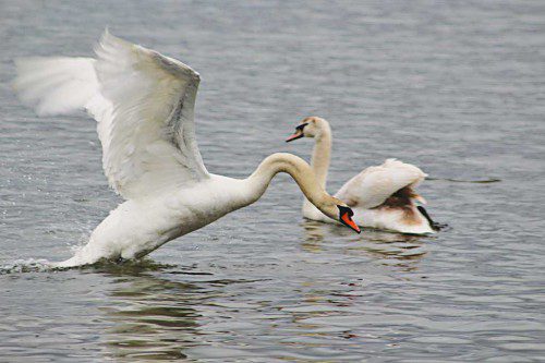 A MUTE SWAN rises up to launch an attack on an unsuspecting rival swan that crossed into his territory on Lake Quannapowitt. (Maureen Doherty Photo)