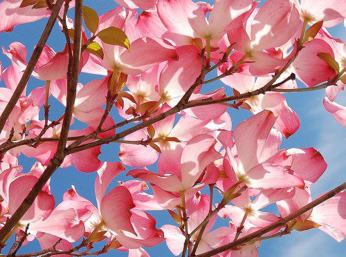 BETWEEN THE clouds and rain earlier this week, a brief patch of blue sky opens over a flowering dogwood in Wakefield. (John Sofia Photo)