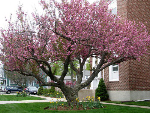 THE CRABAPPLE TREE in front of Town Hall is in full bloom along with the yellow tulips around its base. (Mark Sardella Photo)