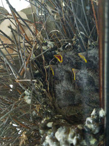 Birds-Nest-web