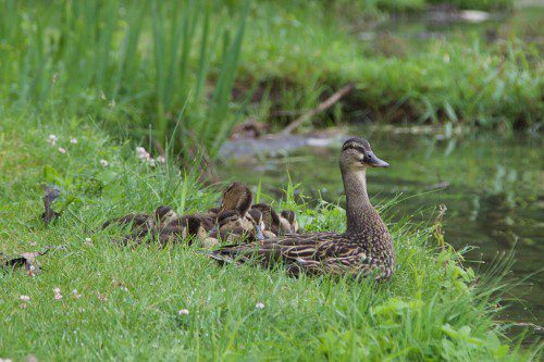 THIS DUCK AND HER ducklings take a break near Hall Park. (Donna Larsson Photo)