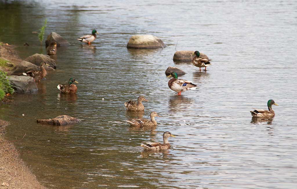 THESE DUCKS COOL off in the soothing waters of Lake Quannapowitt. (Donna Larsson Photo)