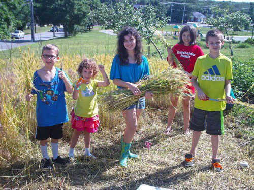 Calvin Fisher, Eva Fisher, Lucy Fisher, Ainsley Rymill, and Nolan Baker pause during the recent wheat harvest at the Batchelder School. Lucy displays one of 16 sheaves of winter wheat that they harvested, using kitchen scissors. (Courtesy Photo)