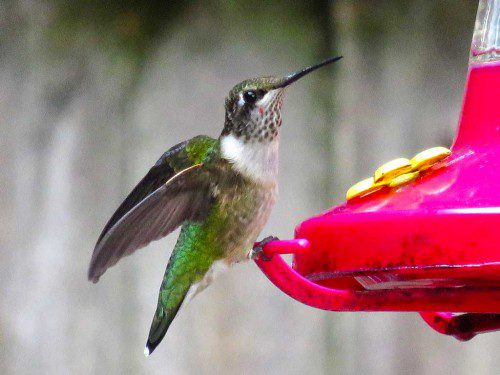 THANK YOU to Leigh K. for sending in this photo of a hummingbird spotted recently in town. Do you have a photo you'd like to share with the community? Email it to nrtranscript@rcn.com. (Courtesy Photo)