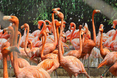 FLAMINGOES recently had a staff meeting at the Stone Zoo. (Miriam Morales Photo)