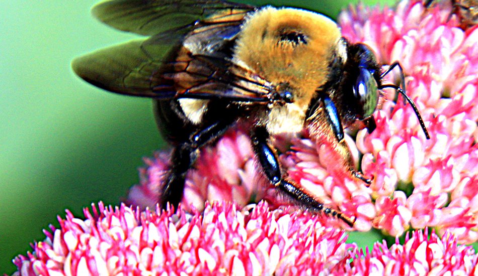 PHOTO: Busy bee