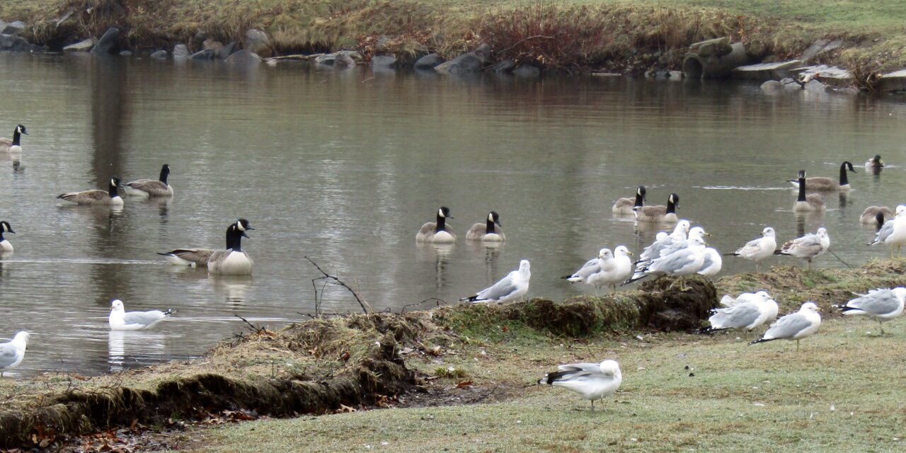PHOTO: “G” is for geese…and gulls